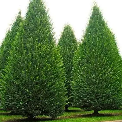 Граб  в Новосибирске