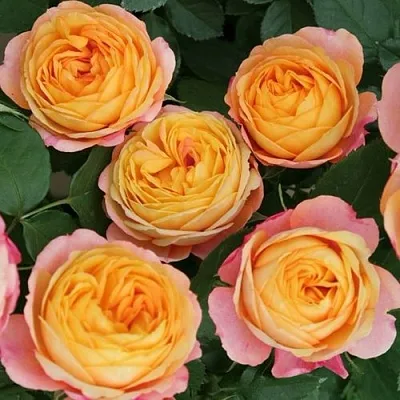 Саженцы роз БЕБИ РОМАНТИКА миниатюрная в Новосибирске