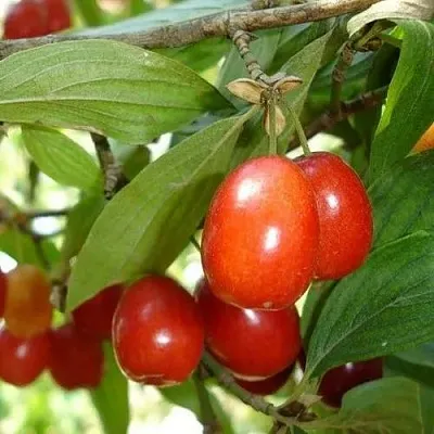 Кизил КОРАЛЛОВЫЙ МАРКА в Новосибирске