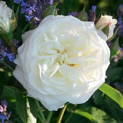 Саженцы роз АЛАБАСТЕР флорибунда  Саженцы роз АЛАБАСТЕР флорибунда в Новосибирске