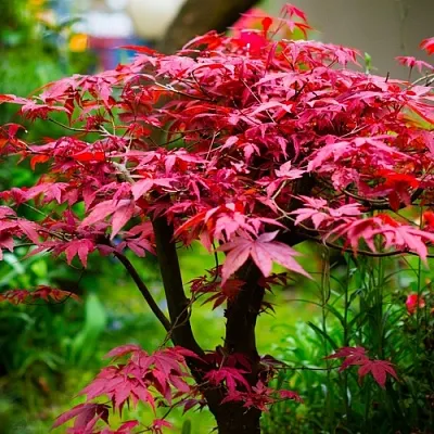 Клен дланевидный АТРОПУРПУРЕУМ в Новосибирске