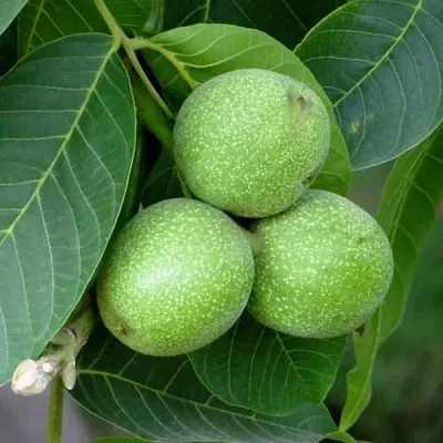 Грецкий орех ЮРИЙ ГАГАРИН  Грецкий орех ЮРИЙ ГАГАРИН в Новосибирске