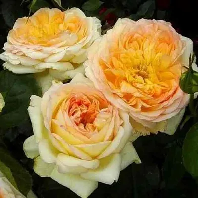 Саженцы роз АЛЬФОНС ДОДЕ чайно-гибридная в Новосибирске