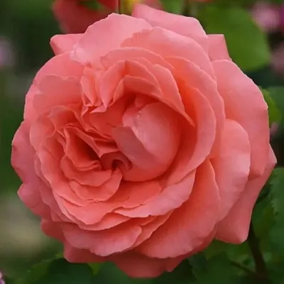 Саженцы роз ДИДИ БРИДЖУОТЕР плетистая  Саженцы роз ДИДИ БРИДЖУОТЕР плетистая в Новосибирске