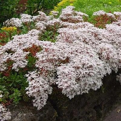 Очиток (седум) МУРАЛЕ белый в Новосибирске