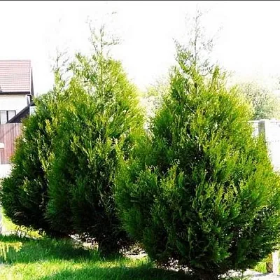 Туя АТРОВИРЕНС складчатая в Новосибирске