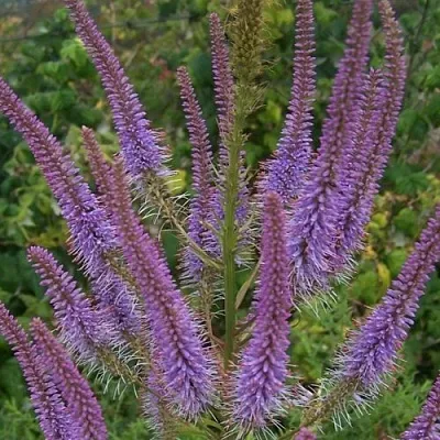 Вероникаструм ФАСЦИНЕЙШН  Вероникаструм ФАСЦИНЕЙШН в Новосибирске