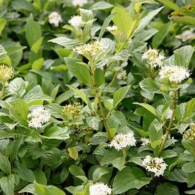 Дерен ФЛАВИРАМЕА отпрысковый   Дерен ФЛАВИРАМЕА отпрысковый  в Новосибирске