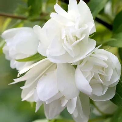 Жасмин МАНТО Д’ЭРМИН  Жасмин МАНТО Д’ЭРМИН в Новосибирске