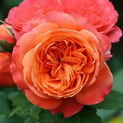 Саженцы роз ЭМИЛЬЕН ГИЙО шраб в Новосибирске