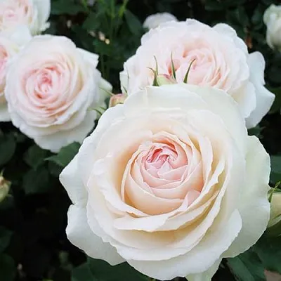 Саженцы роз ПАЛЕ РОЯЛЬ плетистая  Саженцы роз ПАЛЕ РОЯЛЬ плетистая в Новосибирске