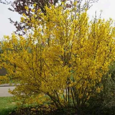 Форзиция КАМСОН промежуточная в Новосибирске