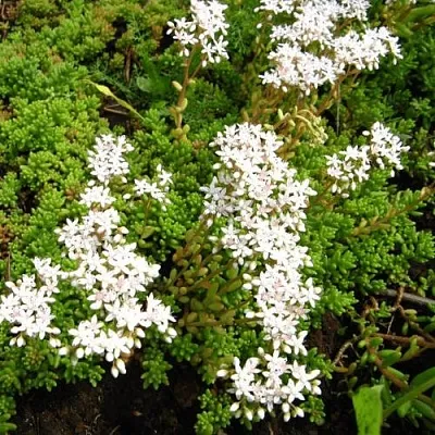 Очиток (седум) ХЛОРОТИКУМ белый в Новосибирске