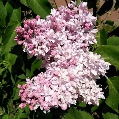 Сирень МИЛОСЕРДИЕ в Новосибирске