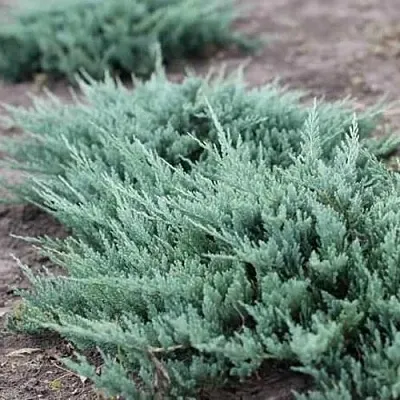 Можжевельник БЛЮ ЧИП горизонтальный в Новосибирске