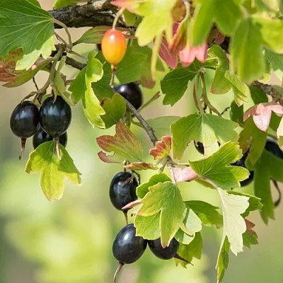 Смородина золотистая БЛЭЙКСТ в Новосибирске