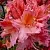 Азалия ПИНК ДЕЛАЙТ листопадная	 в Новосибирске