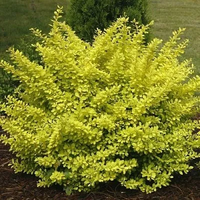 Барбарис АУРЕА тунберга  Барбарис АУРЕА тунберга в Новосибирске