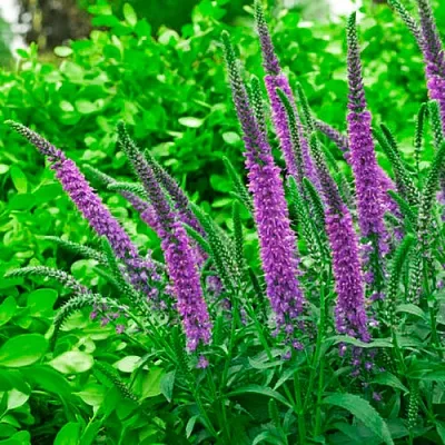 Вероника ФЕСТ МАТЧ длиннолистная в Новосибирске