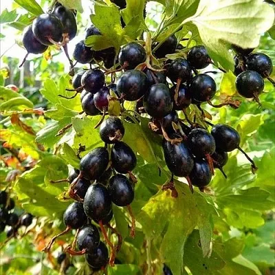 Смородина золотистая ОВАЛЬНАЯ в Новосибирске