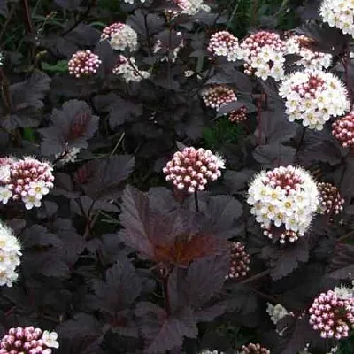 Пузыреплодник ДИАБЛО  Пузыреплодник ДИАБЛО в Новосибирске