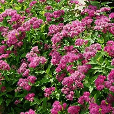 Спирея КРИСПА японская  Спирея КРИСПА японская в Новосибирске