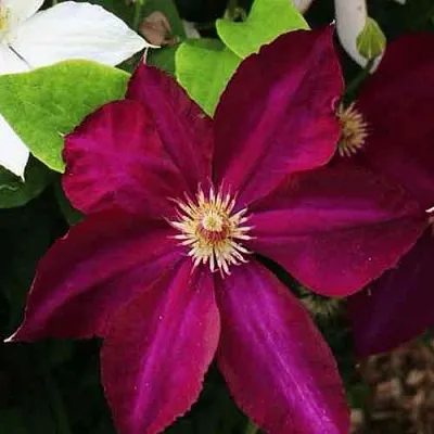 Клематис МАЗОВШЕ  Клематис МАЗОВШЕ в Новосибирске