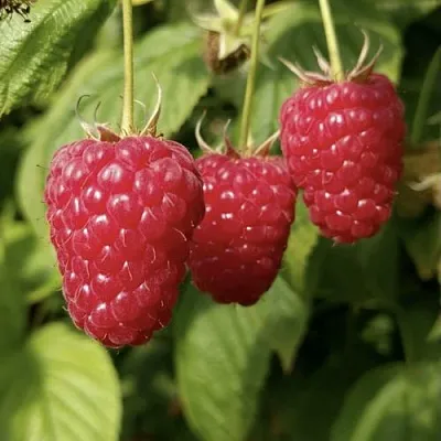 Малина МАПЕМА   Малина МАПЕМА  в Новосибирске