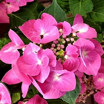 Гортензия ТАУБЕ крупнолистная  Гортензия ТАУБЕ крупнолистная в Новосибирске