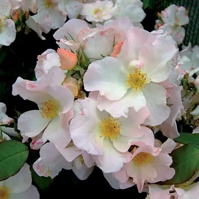 Саженцы роз САЛЛИ ХОЛМС мускусная в Новосибирске