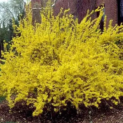 Форзиция ТАРАНДТ промежуточная в Новосибирске