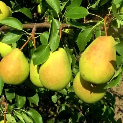 Груша ФЛЕЙТА в Новосибирске