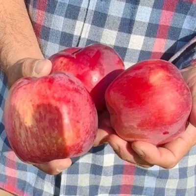 Яблоня ПАМЯТЬ КОВАЛЕНКО в Новосибирске