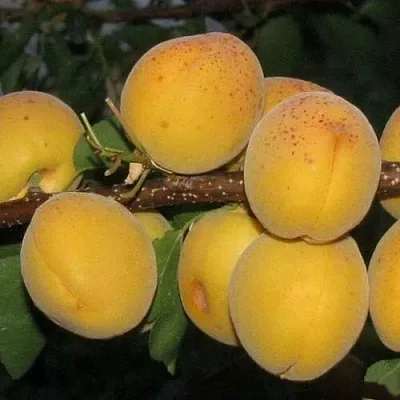 Абрикос ДЕСЕРТНЫЙ ГОЛУБЕВА  Абрикос ДЕСЕРТНЫЙ ГОЛУБЕВА в Новосибирске