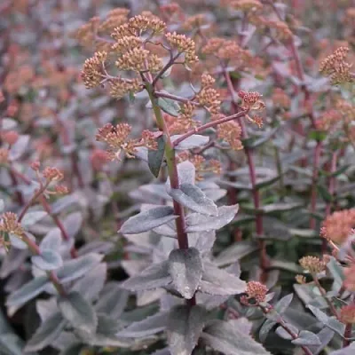 Очиток (седум) РЭЙН КСЕНОКС видный в Новосибирске