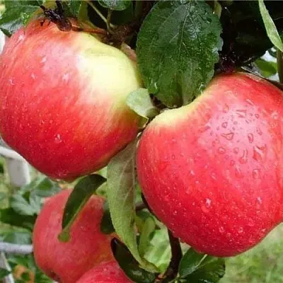 Яблоня ЖЕНЕВА (ЖЕНЕВА ЭРЛИ) в Новосибирске