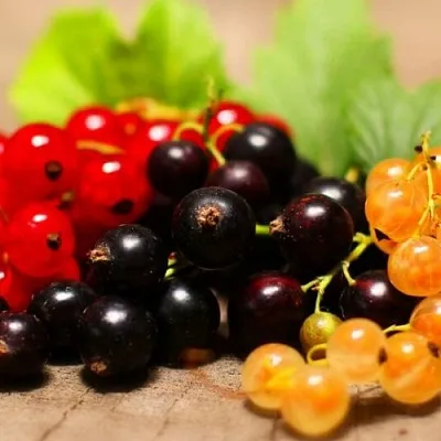 Комплект саженцев  Комплект саженцев в Новосибирске