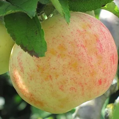 Яблоня ЛЕТНЕЕ СЛАДКОЕ  Яблоня ЛЕТНЕЕ СЛАДКОЕ в Новосибирске