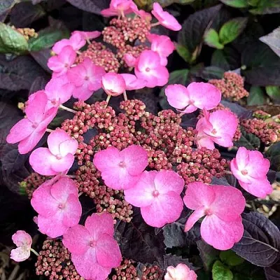 Гортензия ДАРЕДЕВИЛ пильчатая  Гортензия ДАРЕДЕВИЛ пильчатая в Новосибирске