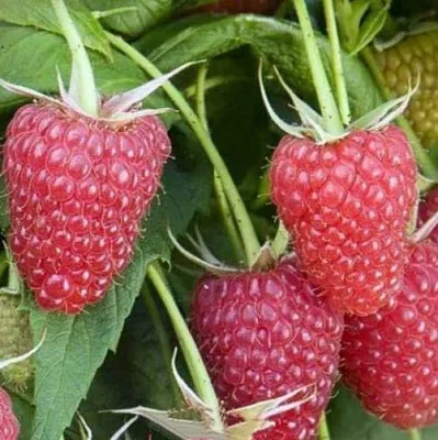 Малина ЕВРАЗИЯ в Новосибирске