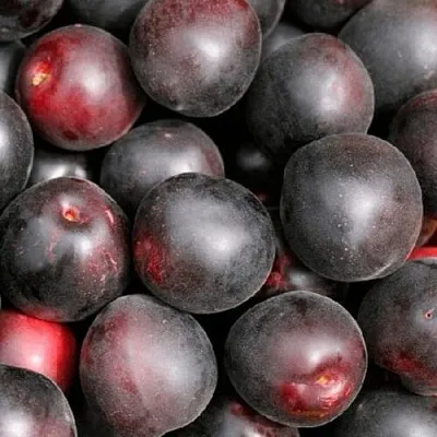 Абрикос ЧЕРНЫЙ ПРИНЦ  Абрикос ЧЕРНЫЙ ПРИНЦ в Новосибирске