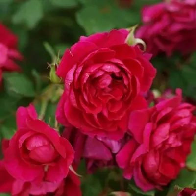 Саженцы роз КВАДРА плетистая  Саженцы роз КВАДРА плетистая в Новосибирске