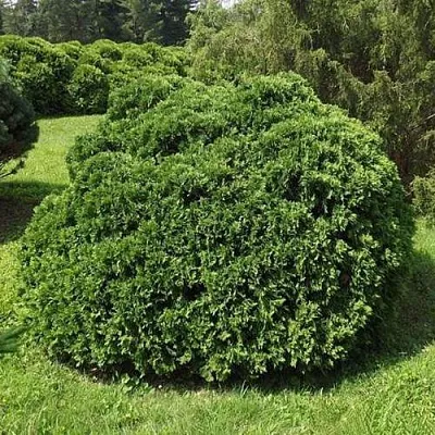 Туя УМБРАКУЛИФЕРА западная в Новосибирске