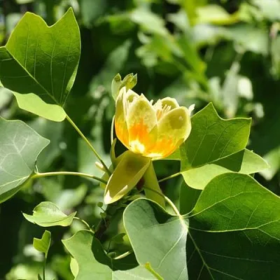 ЛИРИОДЕНДРОН тюльпанный в Новосибирске