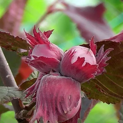 Фундук КАРДИНАЛ  Фундук КАРДИНАЛ в Новосибирске