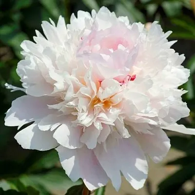 Пион АЛЕРТИ травянистый  Пион АЛЕРТИ травянистый в Новосибирске