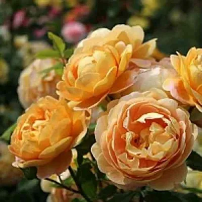 Саженцы роз ГОЛДЕН СЕЛЕБРЕЙШЕН английская в Новосибирске