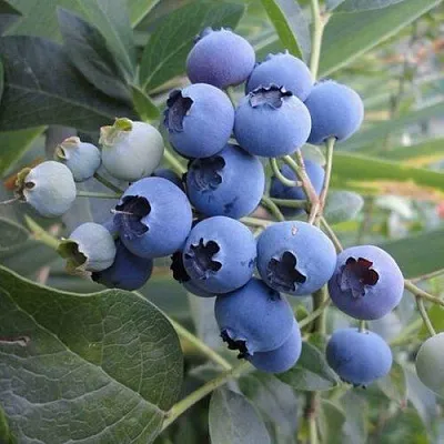 Голубика ЛЕГАЦИЯ  Голубика ЛЕГАЦИЯ в Новосибирске