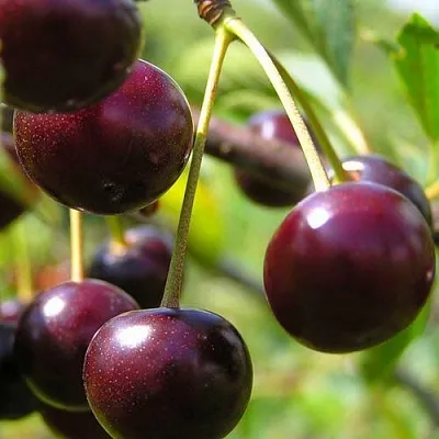 Вишня ЛИВЕНСКАЯ в Новосибирске