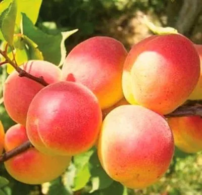 Абрикос NJA-19  Абрикос NJA-19 в Новосибирске